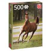 Jumbo - Playful Foal 500 Palaa