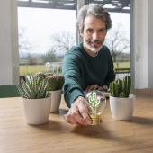 Bulb Fiction - Cactus Bulb Fiction - Cactus