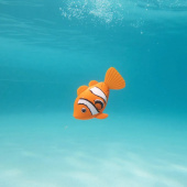 Rainbow Reef Fish Klovni kala Rainbow Reef Fish Klovni kala