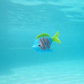 Rainbow Reef Fish Guppie Goldberg Rainbow Reef Fish Guppie Goldberg