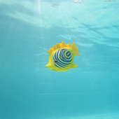 Rainbow Reef Fish Lebron Waves Rainbow Reef Fish Lebron Waves