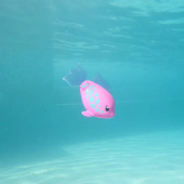 Rainbow Reef Fish Tuna Turner Rainbow Reef Fish Tuna Turner