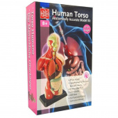 Edu-Toys - Anatomi Torso 27 cm