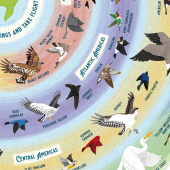 Ridley's - Bird Lover 1000 Palaa Ridley's - Bird Lover 1000 Palaa