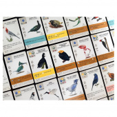 Wingspan: Americas Expansion (EN) Wingspan: Americas Expansion (EN)